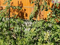 prodej krásné zděné chaty Malé Kyšice, 3+1 100 m2 s pergolou, pozemek 337m2 - 25