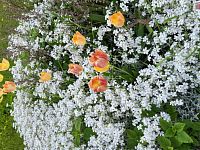 Prodej zemědělské usedlosti, 1543 m2, Obora - 24