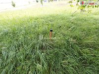 stavební pozemek 2126m2 - 5