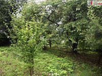 Zahrada 636m2, Dobrovice, Mladá Boleslav - 6