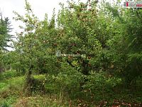 Zahrada 636m2, Dobrovice, Mladá Boleslav - 8