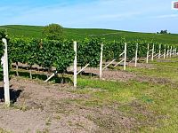 Prodej vinice v Dolních Dunajovicích, Zimní vrch - 2