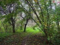 Stavební pozemek u rybnika, Beněšov, Bedrč - 7