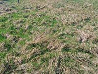 Prodej pozemku o rozloze 1146 m2 určeného k zastavění, Fojtovice u Heřmanova, okr. Děčín - 5