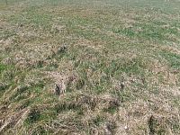 Prodej pozemku o rozloze 1146 m2 určeného k zastavění, Fojtovice u Heřmanova, okr. Děčín - 6