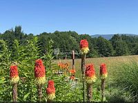 Prodej řadového domu, Maškova, Liberec - 25