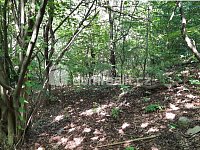 Prodej RD s velkým pozemkem určeného k zástavbě - 13