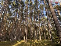 prodej lesa u obce Jelemek - 3