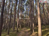 prodej lesa u obce Jelemek - 4