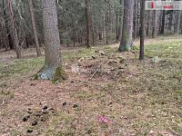 prodej lesa u obce Jelemek - 4