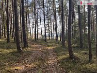 prodej lesa u obce Jelemek - 5