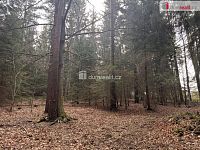 prodej lesa u obce Jelemek - 5