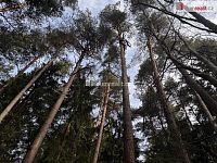 prodej lesa u obce Jelemek - 6