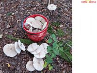 Prodej chaty 58 m2 se zahradou, CP pozemku 793 m2, Horní Líšnice, okr. Příbram - 13