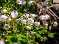 Prodej chaty u řeky Sázavy - 29