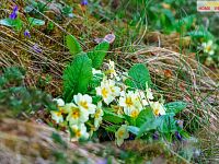 Prodej chaty u řeky Sázavy - 30