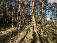 Prodej lesa 4.000 m2, Háje u Příbrami, okr. Příbram - 6