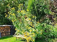 PRODEJ REKREAČNÍHO OBJEKTU, HŮRKA, HORNÍ PLANÁ, LIPNO - 21_Hurka.jpg