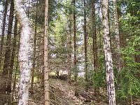 Prodej lesa u Černovic - Fotka 2