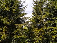 Prodej lesa u Černovic - Fotka 3