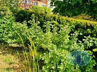 Prodej ŘRD se zahradou a garáží, Tábor - Klokoty - IMG_5813.jpg