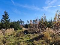 Prodej lesního pozemku