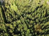 Prodej lesního pozemku - 10.JPG