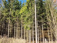 Prodej lesního pozemku - 2 les.jpg