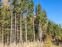 Prodej lesního pozemku - 3 les.jpg