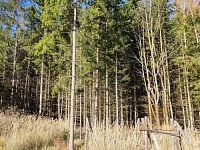 Prodej lesního pozemku - 4 les.jpg