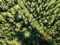 Prodej lesního pozemku - 9.JPG