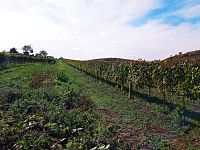 Pozemek určený k výsadbě vinice v Dolních Dunajovicích - IMG_20231017_125902.jpg