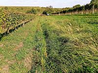 Pozemek určený k výsadbě vinice v Dolních Dunajovicích - IMG_20231017_130045.jpg