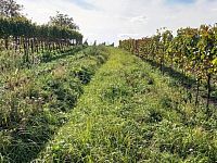 Pozemek určený k výsadbě vinice v Dolních Dunajovicích - IMG_20231017_130212.jpg