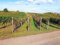 Nabídka slunné vinice v Dolních Dunajovicích - IMG_20231017_131954.jpg