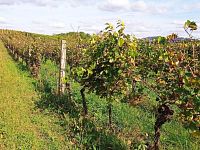 Nabídka slunné vinice v Dolních Dunajovicích - IMG_20231017_132241.jpg