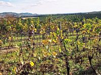 Nabídka slunné vinice v Dolních Dunajovicích - IMG_20231017_132622.jpg