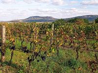 Nabídka slunné vinice v Dolních Dunajovicích - IMG_20231017_132724.jpg