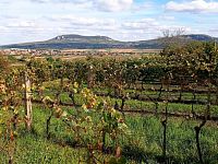 Nabídka slunné vinice v Dolních Dunajovicích - IMG_20231017_132858.jpg