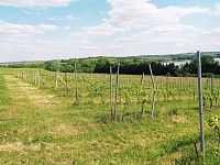 Slunná vinice s výheldem na Nesyt v obci Sedlec - IMG_20250512_154103.jpg