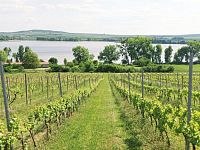 Slunná vinice s výheldem na Nesyt v obci Sedlec - IMG_20250512_154201.jpg