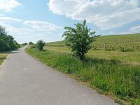 Slunná vinice s výheldem na Nesyt v obci Sedlec - IMG_20250512_154836.jpg