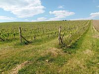 Slunná vinice s výheldem na Nesyt v obci Sedlec - IMG_20250512_154939.jpg