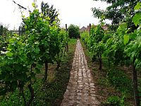 Řadový rodinný dům s garáží, vinným sklepem a rozlehlou zahradou v obci Dobré Pole. - IMG_20250610_153040.jpg