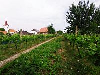 Řadový rodinný dům s garáží, vinným sklepem a rozlehlou zahradou v obci Dobré Pole. - IMG_20250610_153252.jpg