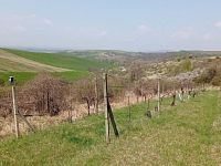 Prodej vinic v atraktivních lokalitách v obci Velké Němčice - IMG_20210421_113139.jpg