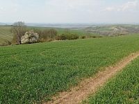 Prodej vinic v atraktivních lokalitách v obci Velké Němčice - IMG_20210421_115146.jpg