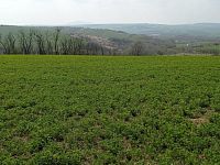 Prodej vinic v atraktivních lokalitách v obci Velké Němčice - IMG_20210421_122353.jpg