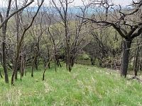 Prodej vinic v atraktivních lokalitách v obci Velké Němčice - IMG_20210421_124500.jpg