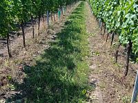 Soubor vinic v atraktivních lokalitách, kde vznikají nejlepší vína na Jižní Moravě. - IMG_20230810_142940 - kopie.jpg